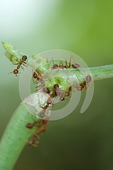 Group of Ants