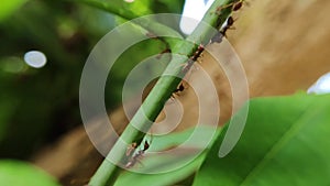 A group of ants on the branch of a mango leaf