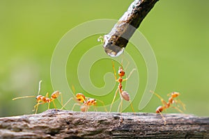 group of ants are drinking water from a stream