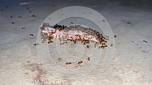 A group of ants eating an animal bone on the street