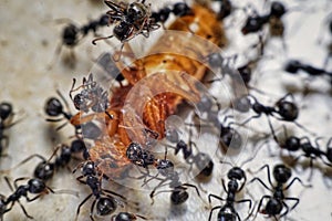 A group of ants are eating prey in groups