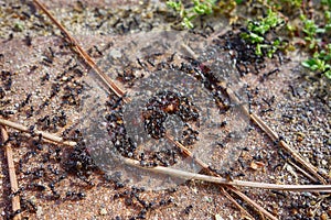 Group of ants eating worm close up