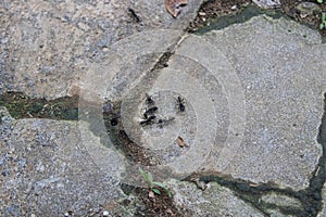 Group of Ants Foraging on a Stone Pavement