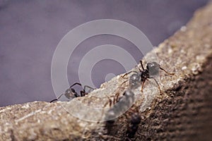 A group of ants are hiding