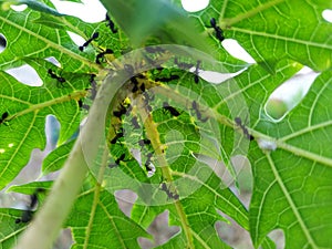 group of ants that make nests behind papaya leaves