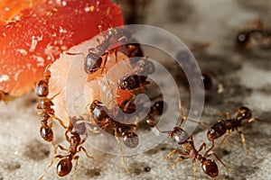 Group of ants on piece of food