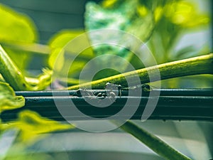 a group of ants taking a walk