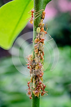 Group of aphid with red ant on tree branch