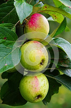 Group of apples Pinova