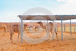 Group of Arabian camel or dromedary in sand desert safari in summer season with blue sky background in Dubai city, United Arab