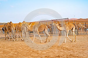 Group of Arabian camel or dromedary in sand desert safari in summer season with blue sky background in Dubai city, United Arab