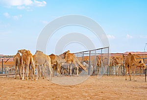 Group of Arabian camel or dromedary in sand desert safari in summer season with blue sky background in Dubai city, United Arab