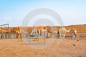 Group of Arabian camel or dromedary in sand desert safari in summer season with blue sky background in Dubai city, United Arab