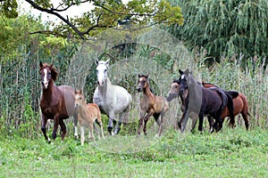 Group of arabian horses galloping on beautiful natural environme