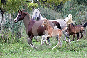 Group of arabian horses galloping on beautiful natural environme