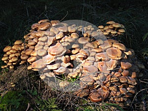 Group of Armillaria mellea