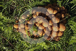 Group of Armillaria mushroom growing