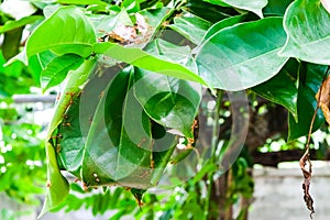 Group of army red ant animal protect nest. Made from green leaves. small wildlife bug in outdoor botanic garden . ivy branch tree