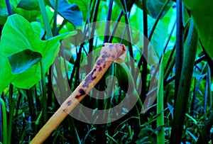 A group of aroid plants