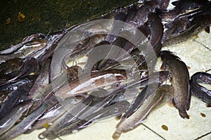 A group of Asian Air Breathing freshwater catfish in waterless pond.