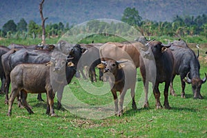 Group of Asian buffalo eats grass in the field beside a lake in the day time under sunshine. Animal, wildlife and country life con