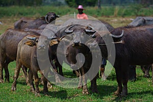 Group of Asian buffalo eats grass in the field beside a lake in the day time under sunshine. Animal, wildlife and country life con