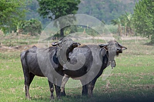 Group of Asian buffalo eats grass in the field beside a lake in the day time under sunshine. Animal, wildlife and country life con