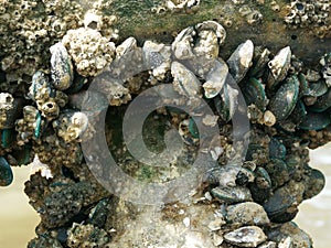 Group of Asian green mussel