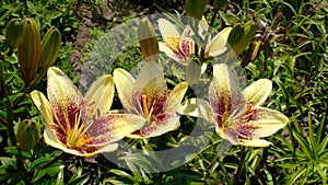Group of Asiatic lilies cultivar Latvia in the garden