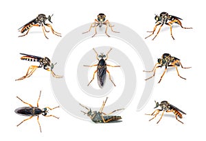 Group of the asilidae are the robber fly family, also called assassin flies on white background. Insect. Animals