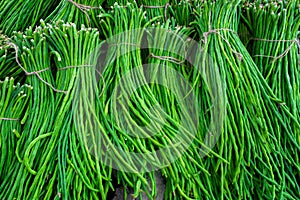 A group of Asparagus Bean or Long yard bean fresh green vegetable bundles ready for sale to market