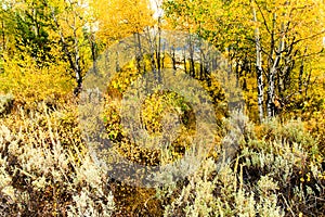 Group of Aspens in Autumn Jackson Hole