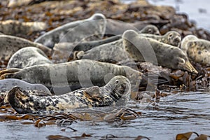 Group Atlantic Grey Seal