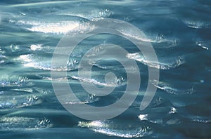 Group of Atlantic Herring moving underwater.