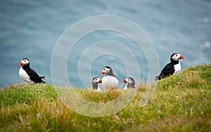 Group of Atlantic Puffins