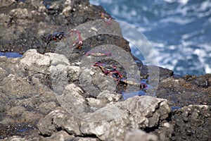 group of atlantic rock crabs