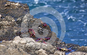 Group of atlantic rock crabs