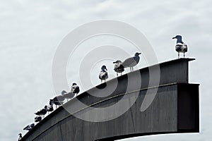 Group of Audouin's Gulls or Corsican Gull perched on a metal structure in the port of Barcelona