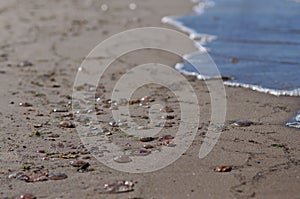 Group of Aurelia aurita common jellyfish, moon jellyfish, moon jelly, saucer jelly lying on the beach