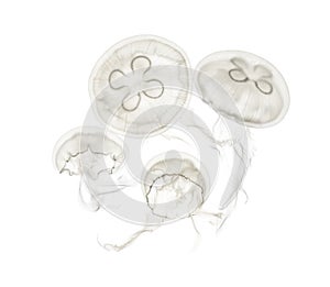 Group of Aurelia aurita jellyfish against white background