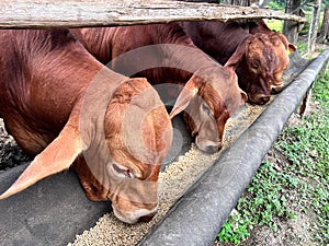 Group of Australian beef cattle eating in a farm