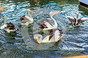 Group of Australian pelicans