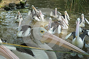 Group of Australian pelicans, Pelecanus conspicillatus, swims in the water. It is a large waterbird in the Pelecanidae family,