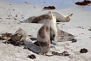 A group of Australian Sea Lion on the ocean shore,Kangaroo Island ,South Australia