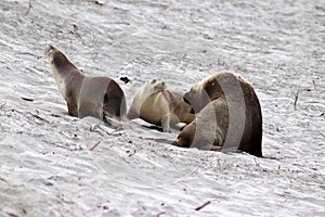 A group of Australian Sea Lion at Seal Bay ,South Australia