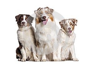 group of Australian shepherd Panting sitting together, Isolated on white