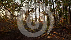 Group of autumn forest trees at sunset with moving gimbal shot