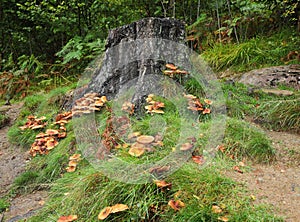 A group of Autumn Fungi