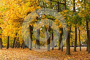 Group of autumn trees around historical park.