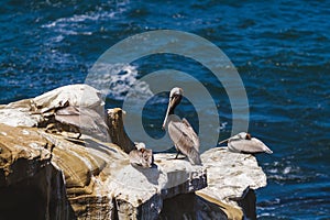 Group of Avian Creatures in Solitude Near the Ocean